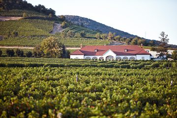 Patricius-Winery 파트리치우스 와이너리