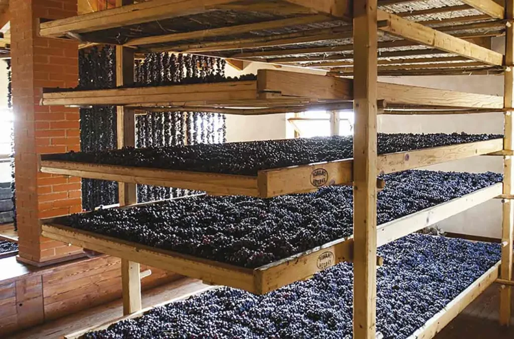 아파시멘토 양조 풍경 Appassimento Drying Process