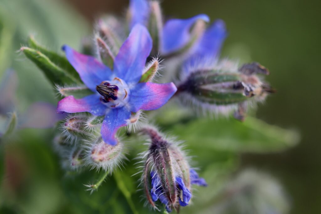 nennieinszweidrei-borage-5770314 보리지 꽃