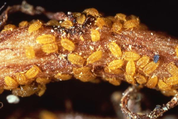 Phylloxera 필록세라
