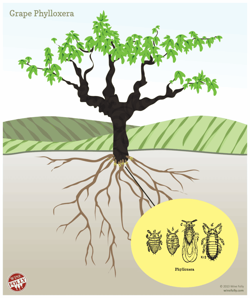 grape-vine-roots-phylloxera 포도나무 뿌리 필록세라