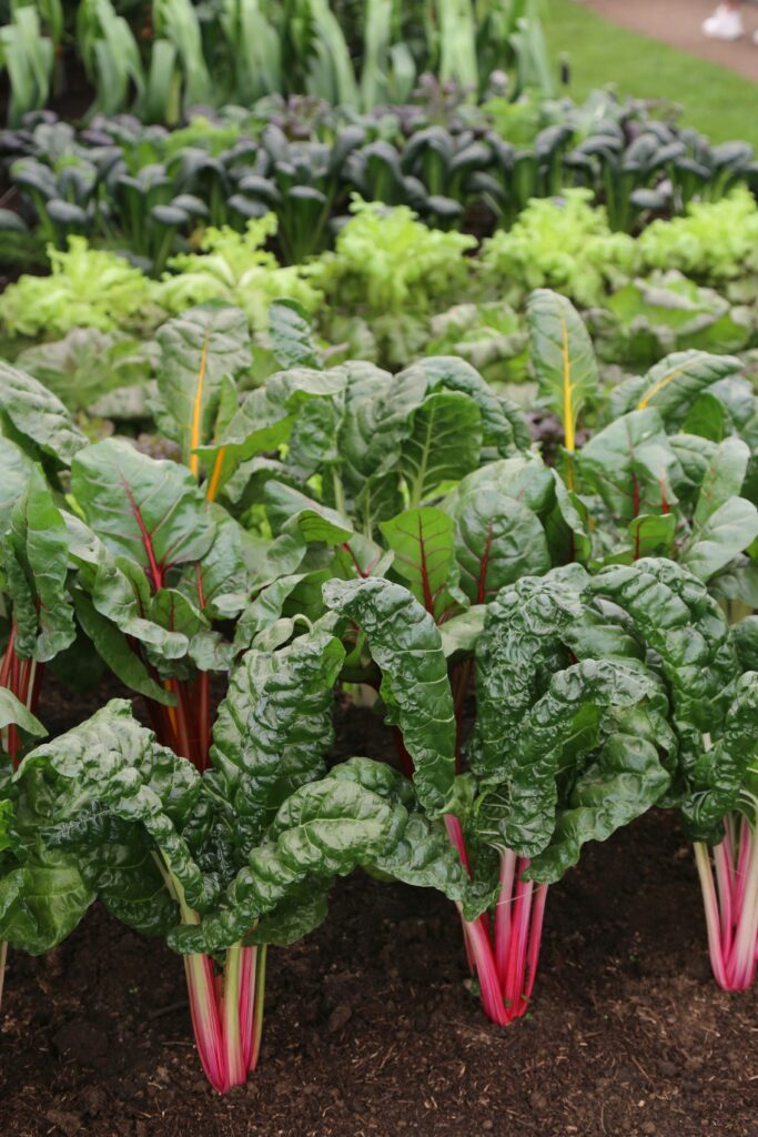 rhubarb2-scaled 루바브 사진 2